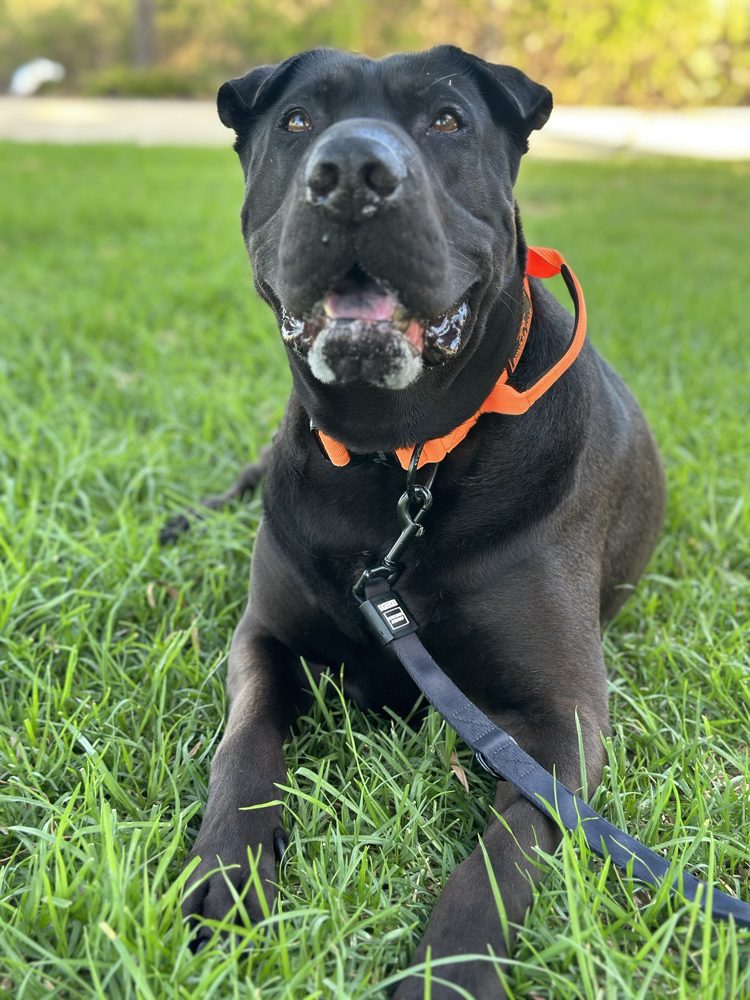 A black dog lying relaxed on the grass on a loose lead, looking up
