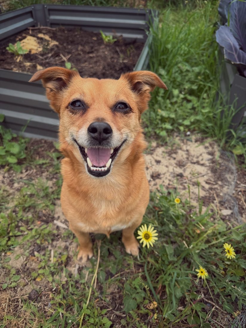 A smiling tan dog sitting in a garden next to yellow daisies