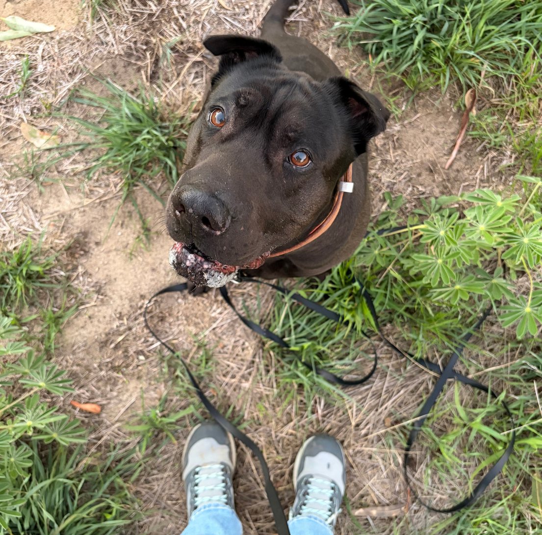 A black dog sitting on a loose lead in long grass, looking up at their person