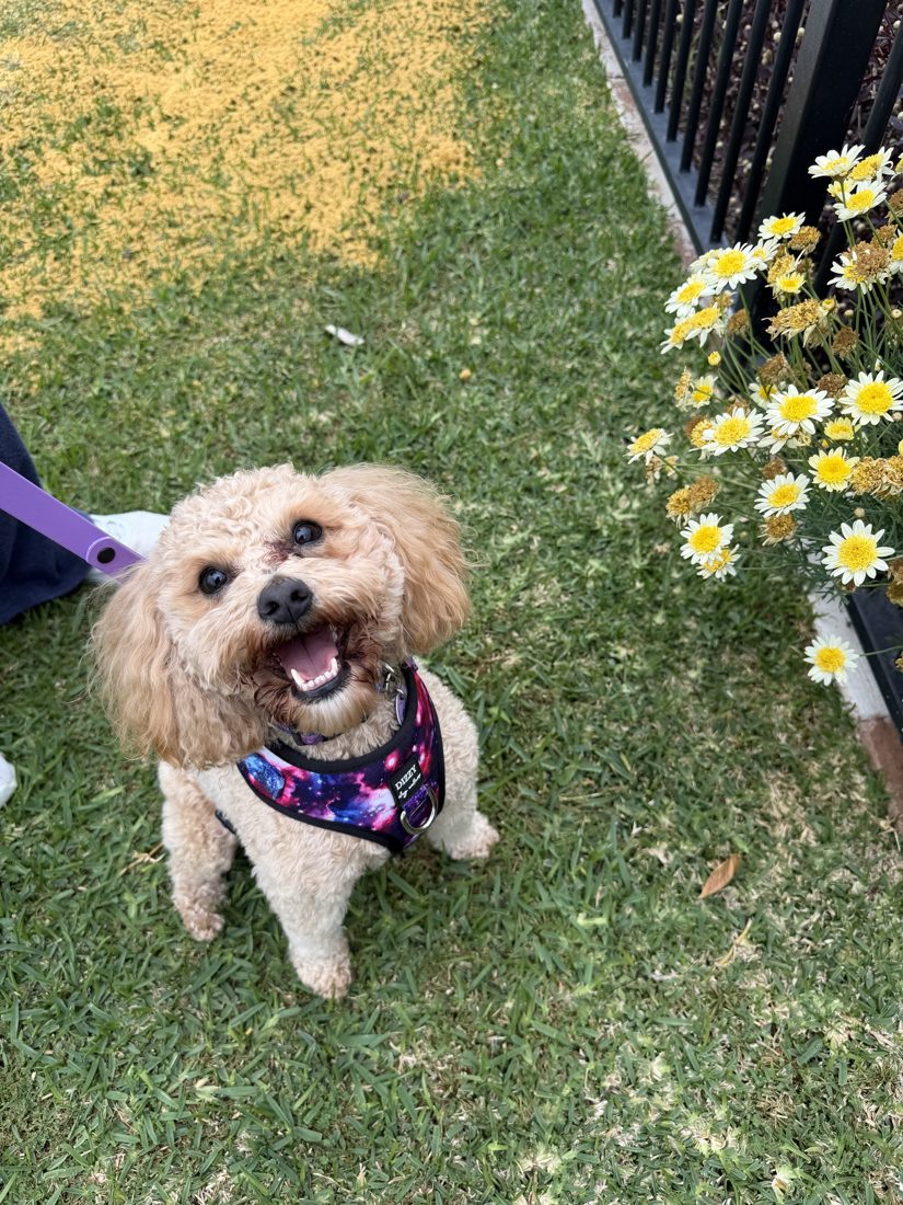 A happy apricot poodle cross in a galaxy-print harness sitting on grass beside daisies