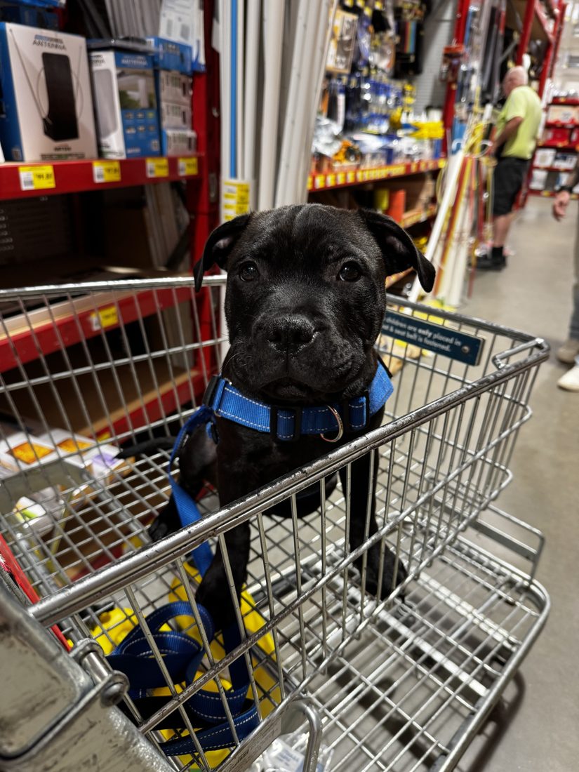 A black puppy in a blue harness sitting in a hardware store trolley